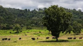 Kawasan wisata alam Taman Nasional Alas Purwo di Banyuwangi. 