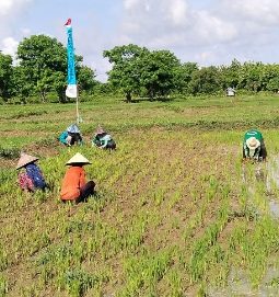 Anggaran Pertanian BUMDes Saur Saebus Rp200 Juta Dipertanyakan, Ketua Poktan Mengaku Tak Dilibatkan