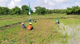 Aktivitas warga di Desa Saur Saebus, Kecamatan Sapeken, Sumenep.