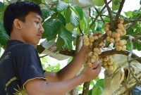 Buah khas daerah tersebut dikenal memiliki rasa manis, daging tebal, dan biji kecil.