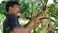 Buah khas daerah tersebut dikenal memiliki rasa manis, daging tebal, dan biji kecil.