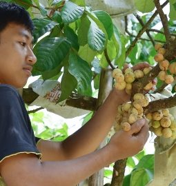 Petani di Rejoso Pasuruan Mulai Panen Raya Duku, Harga Tembus Rp30 Ribu per Kg