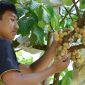 Buah khas daerah tersebut dikenal memiliki rasa manis, daging tebal, dan biji kecil.