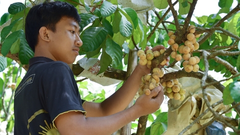 Buah khas daerah tersebut dikenal memiliki rasa manis, daging tebal, dan biji kecil.