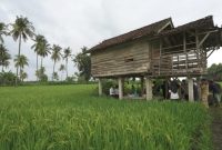 Sawah petani di Banyuwangi 