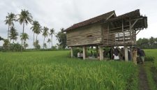 Sawah petani di Banyuwangi 