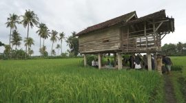 Sawah petani di Banyuwangi 