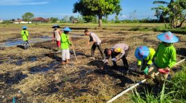 Aiptu Nur Yusuf bersama petani saat melakukan penanaman jagung di lahan pertanian Desa Braji, Kecamatan Gapura, Sumenep.