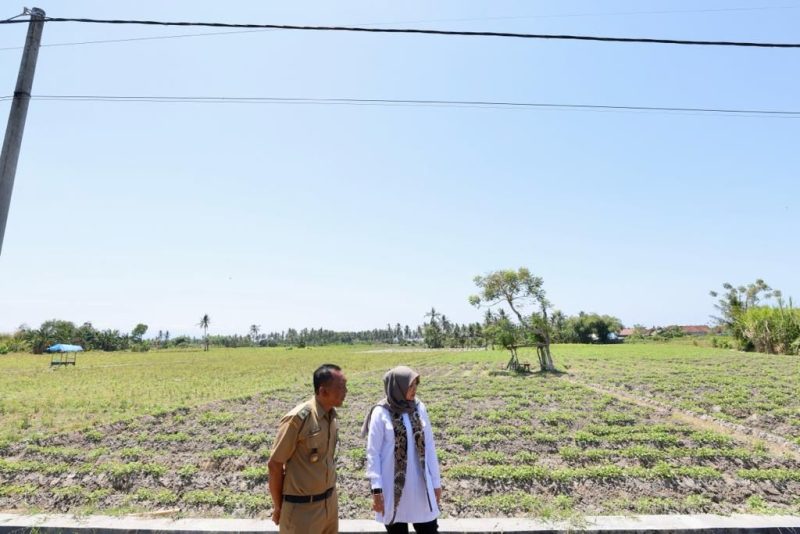 Bupati Banyuwangi bersama Petugas BPBD saat melakukan pemantauan wilayah rawan kekeringan sebagai langkah antisipasi dampak kemarau panjang.