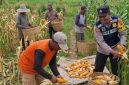 Bhabinkamtibmas Desa Torbang Aipda Bayu Adi Wijaya bersama petani saat melakukan panen jagung di lahan pertanian Dusun Torbang Timur, Kecamatan Batuan, Kabupaten Sumenep, Selasa (19/05/2026).