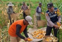 Bhabinkamtibmas Desa Torbang Aipda Bayu Adi Wijaya bersama petani saat melakukan panen jagung di lahan pertanian Dusun Torbang Timur, Kecamatan Batuan, Kabupaten Sumenep, Selasa (19/05/2026).