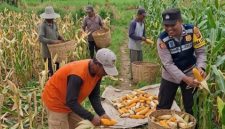 Bhabinkamtibmas Desa Torbang Aipda Bayu Adi Wijaya bersama petani saat melakukan panen jagung di lahan pertanian Dusun Torbang Timur, Kecamatan Batuan, Kabupaten Sumenep, Selasa (19/05/2026).