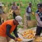 Bhabinkamtibmas Desa Torbang Aipda Bayu Adi Wijaya bersama petani saat melakukan panen jagung di lahan pertanian Dusun Torbang Timur, Kecamatan Batuan, Kabupaten Sumenep, Selasa (19/05/2026).