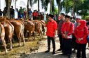 Bupati Sumenep Dr. H. Achmad Fauzi Wongsojudo, SH, MH saat mendampingi penyaluran hewan kurban program MH Said Abdullah di Kecamatan Manding, Selasa (26/05/2026).