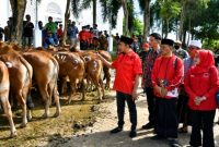 Bupati Sumenep Dr. H. Achmad Fauzi Wongsojudo, SH, MH saat mendampingi penyaluran hewan kurban program MH Said Abdullah di Kecamatan Manding, Selasa (26/05/2026).