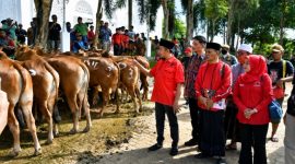 Bupati Sumenep Dr. H. Achmad Fauzi Wongsojudo, SH, MH saat mendampingi penyaluran hewan kurban program MH Said Abdullah di Kecamatan Manding, Selasa (26/05/2026).