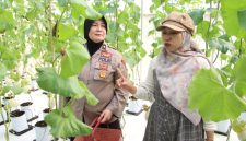 Kabag SDM Polres Sumenep, Kompol Widiarti S.,S.H., dalam kegiatan panen melon metode Machida di Desa Kasengan, Kecamatan Manding Kabupaten Sumenep Jawa Timur, pada Jum'at (29/05/2026).