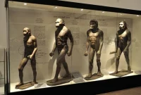 Galeri evolusi manusia di Museum India Kolkata yang menggambarkan perkembangan manusia dan dominasi penggunaan tangan kanan.