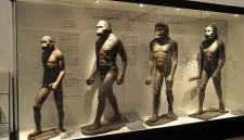 Galeri evolusi manusia di Museum India Kolkata yang menggambarkan perkembangan manusia dan dominasi penggunaan tangan kanan.