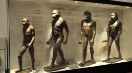 Galeri evolusi manusia di Museum India Kolkata yang menggambarkan perkembangan manusia dan dominasi penggunaan tangan kanan.