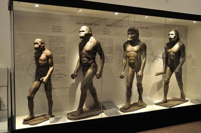 Galeri evolusi manusia di Museum India Kolkata yang menggambarkan perkembangan manusia dan dominasi penggunaan tangan kanan.