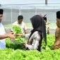 Bupati didampingi Kepala Dinas Ketahanan Pangan dan Pertanian (DKPP) Kabupaten Sumenep, Chainur Rasyid.