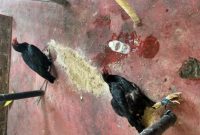 Barang bukti dua ekor ayam.
