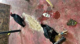 Barang bukti dua ekor ayam.