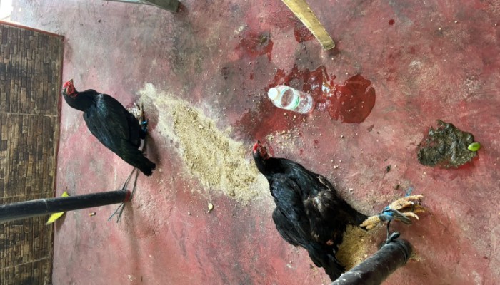 Barang bukti dua ekor ayam.